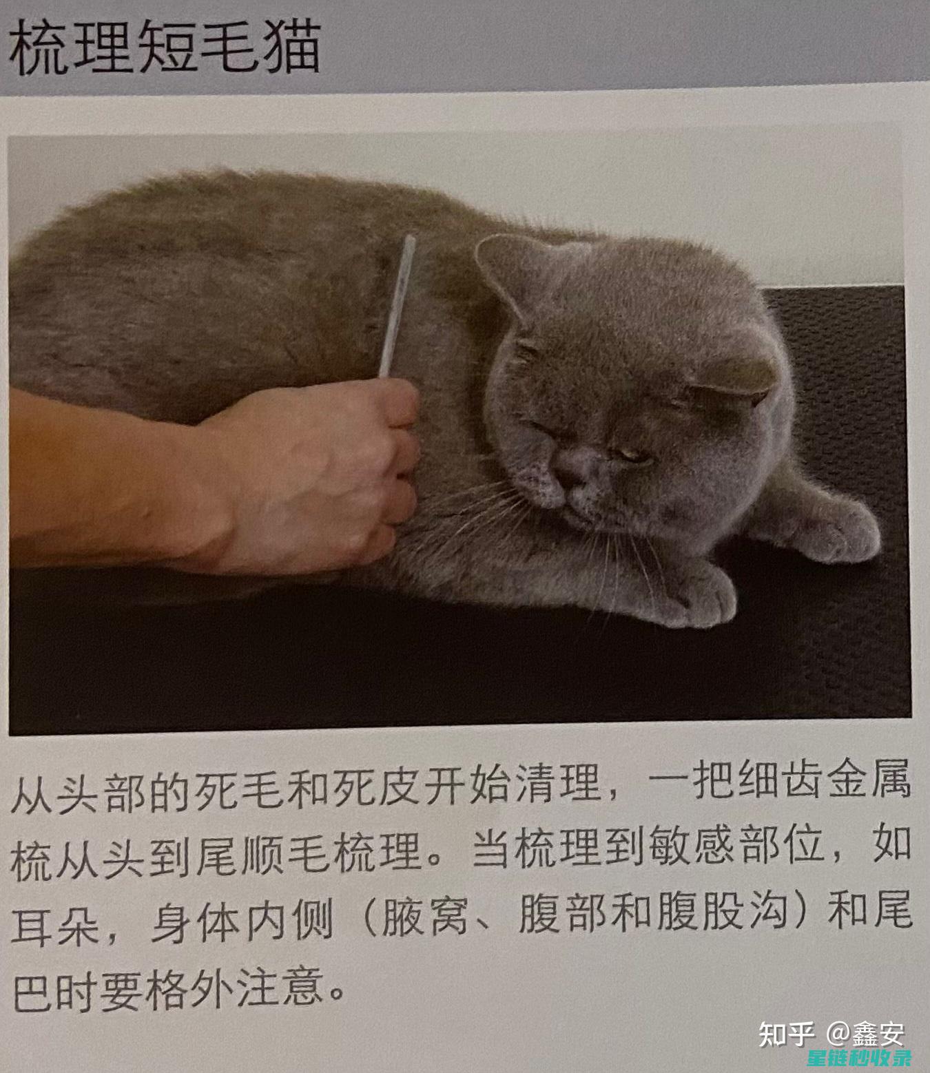 宠物毛发清理妙招大揭秘 (宠物毛发清理解决方案)