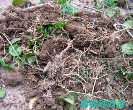 盆栽换土注意事项：让植物茁壮成长的关键步骤 (盆栽换土注意什么)