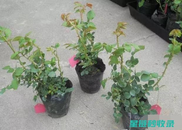 自制花肥妙招：轻松打造花卉生长小助手 (自制花肥的方法)