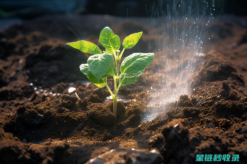 室内绿植浇水频率全解析：不同植物的个性化养护建议 (室内绿植浇水正确时间)