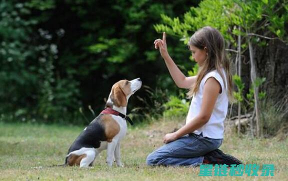 狗狗训练中的口令艺术：如何选择和使用有效的指令词 (狗狗训练中的注意事项)