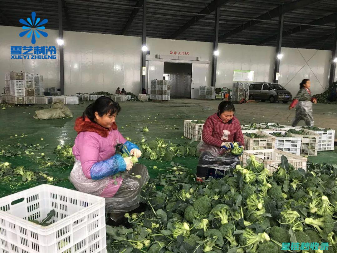 蔬菜保鲜延长：让新鲜度更持久的秘密 (蔬菜保鲜延长保质期)