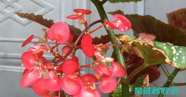 延长鲜花花期：从土壤到环境的全面优化策略 (延长鲜花花期的方法)