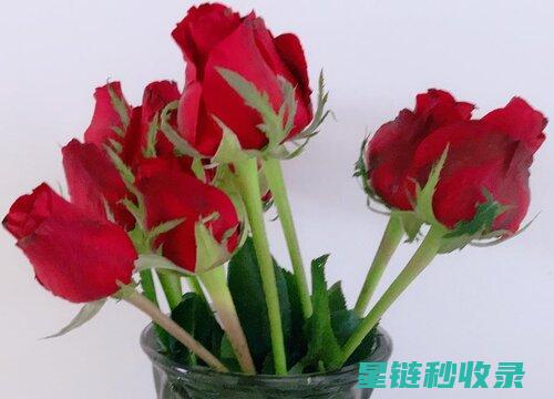 如何延长鲜花花期？专业园艺师的经验分享 (如何延长鲜花的保鲜期)