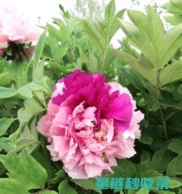 延长鲜花花期：季节变化对花卉的影响及应对策略 (延长鲜花花期的方法)