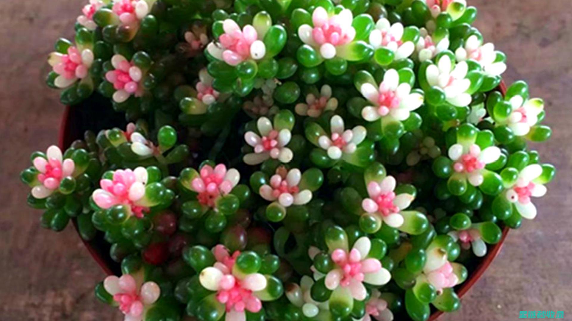 多肉植物养护：夏季高温下的生存之道 (魔法师多肉植物养护)